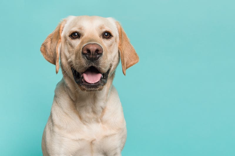 Smiling Dog
