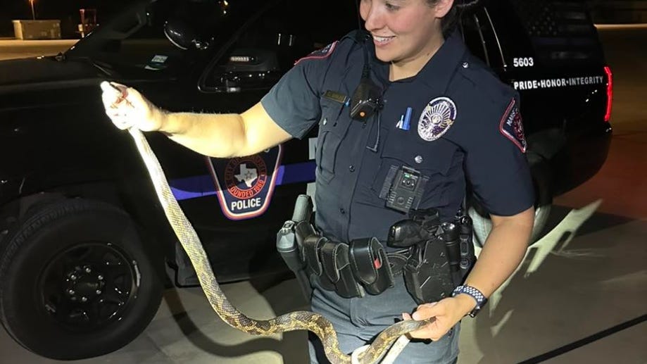 Mansfield officers rescue rat snake from getting run over, release it in the wild