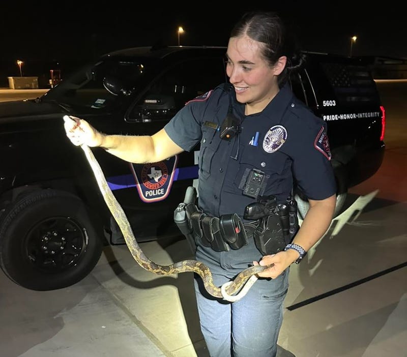 Mansfield police relocated a rat snake that was slithering across the police department's parking lot.