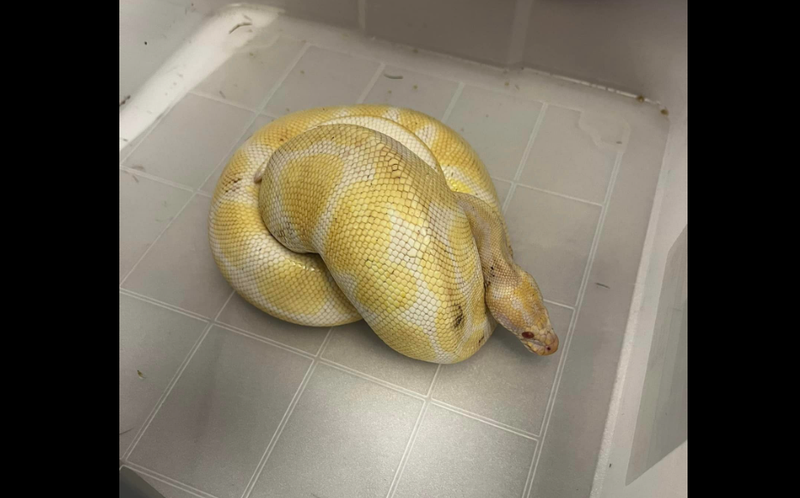 Snake found in Ross Township