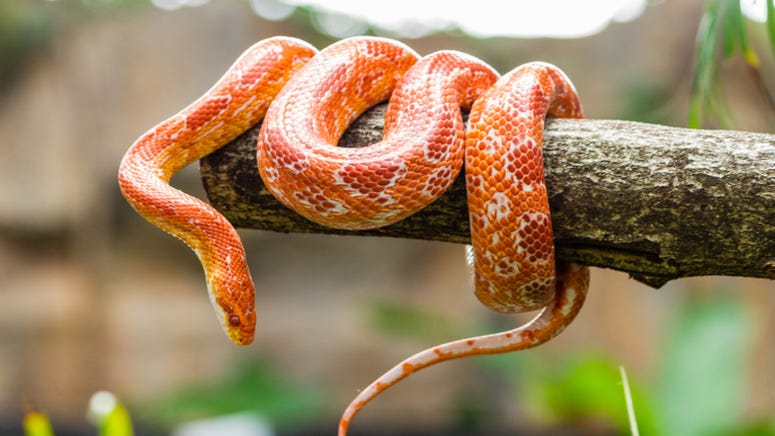 Man finds poisonous snake living in bag of lettuce he purchased at store