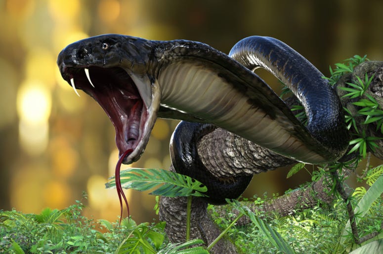 Snake