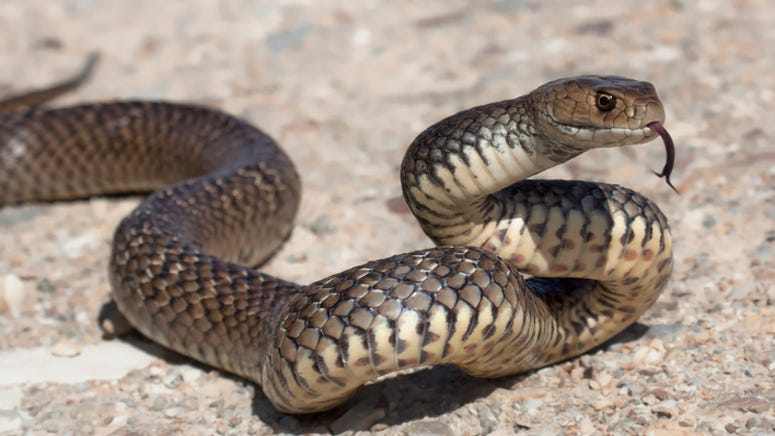 Cats help family find venomous snake living inside their Christmas tree