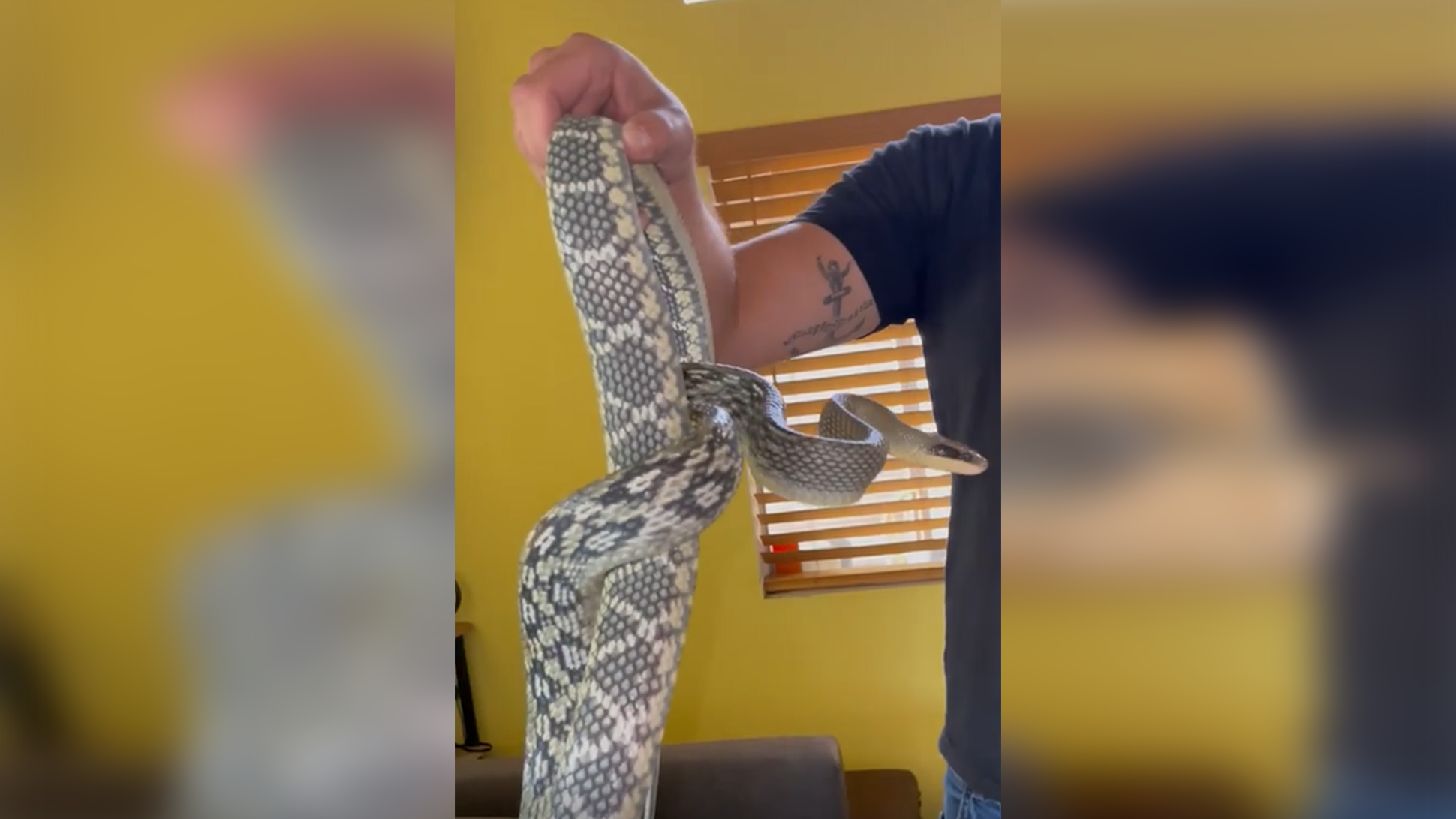 'Rare' 7-foot snake found in Chula Vista home