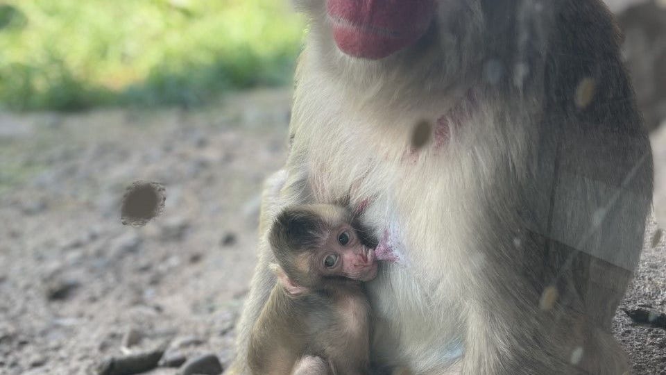 Snow monkey at Lincoln Park Zoo uses touchscreen computer to name son