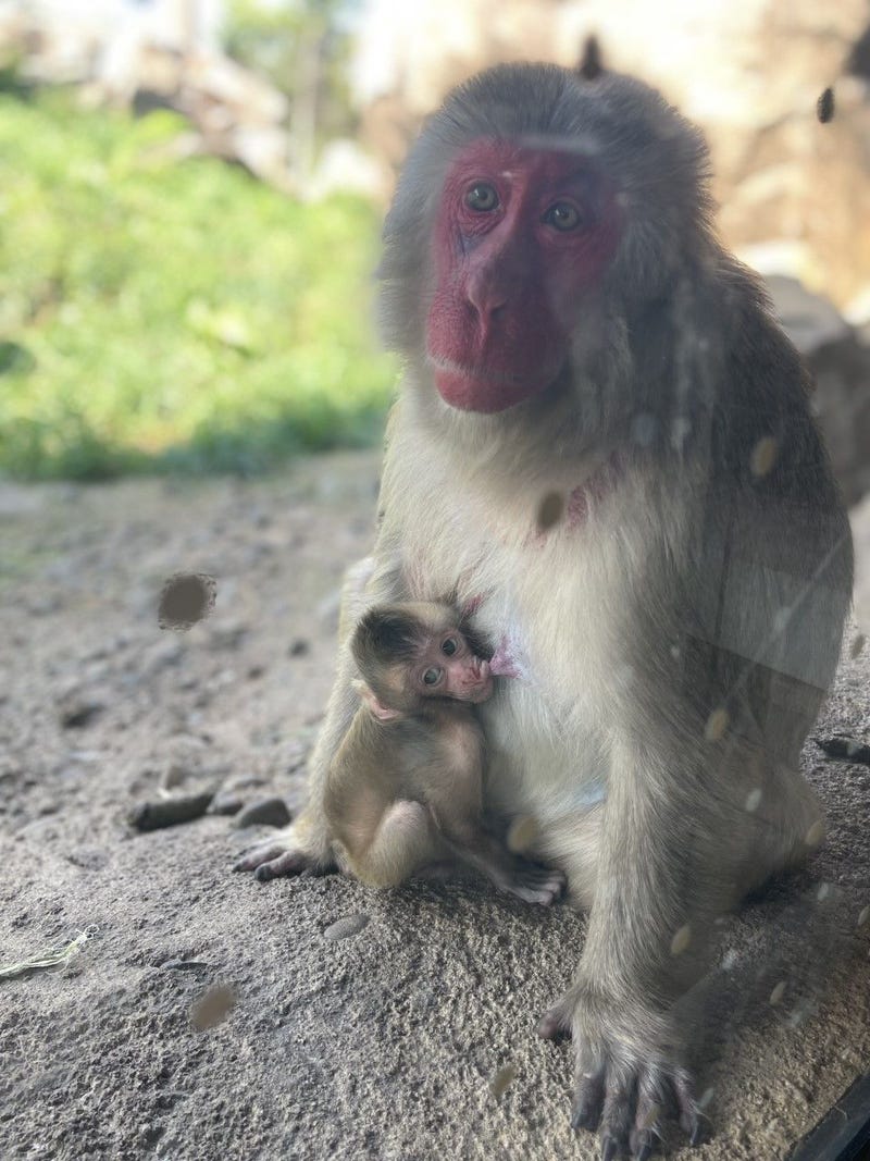 Snow monkey at Lincoln Park Zoo uses touchscreen computer to name son