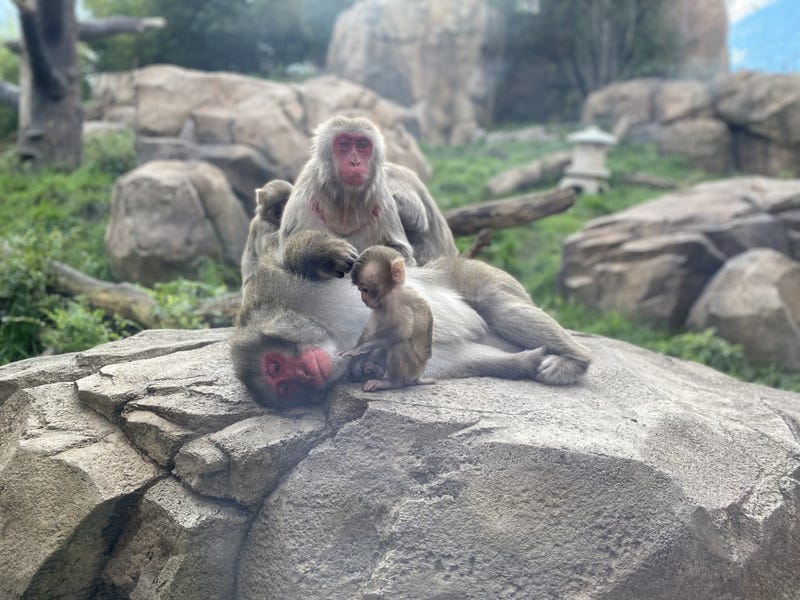 Snow monkey at Lincoln Park Zoo uses touchscreen computer to name son