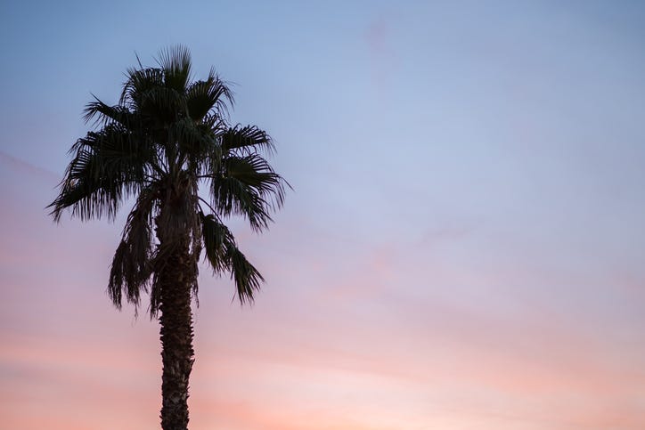 Palmetto tree at sunset