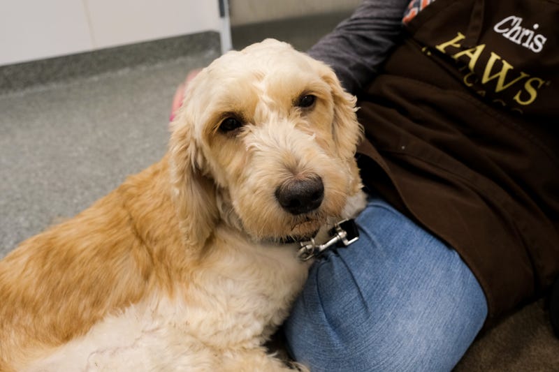 dog adoption