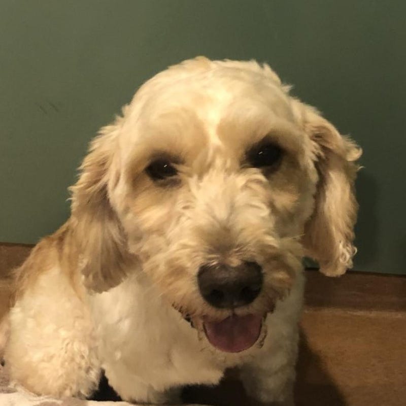 dog adoption