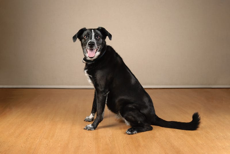 adopt a dog