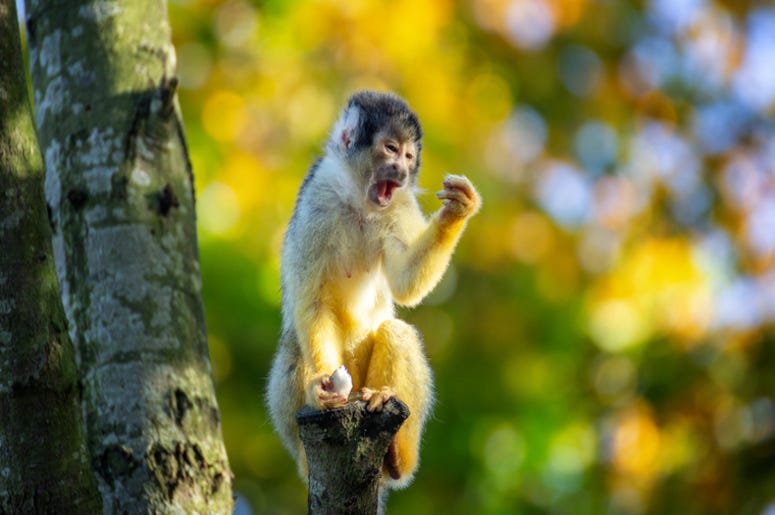 Spider_Monkey