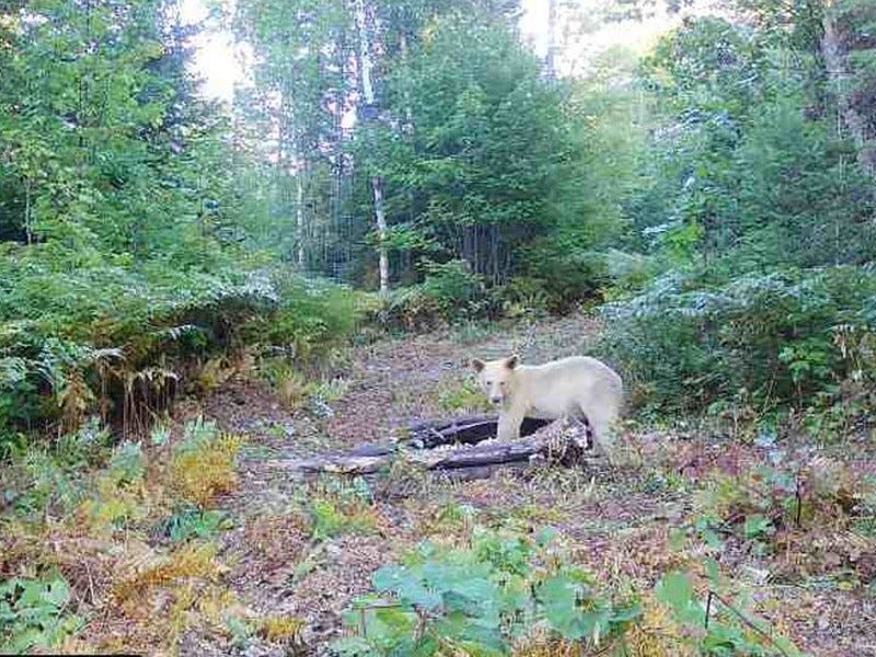 White bear in Michigan's U.P.