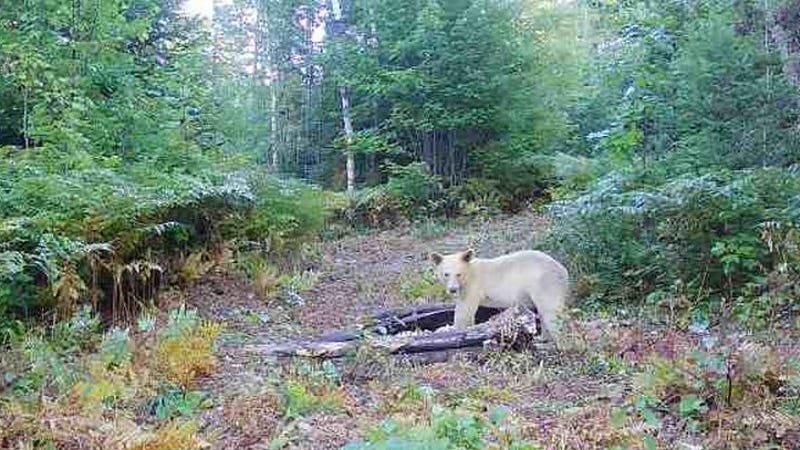 An extremely rare, white "Spirit Bear" spotted in Michigan is one in a million. But how exactly did it get its name?