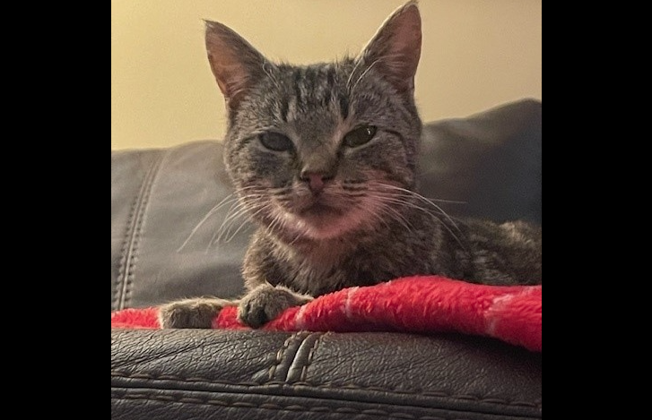 Spirit the cat
