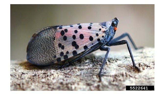 DNR confirms invasive spotted lanternfly in Michigan; here's what you should do if you see one
