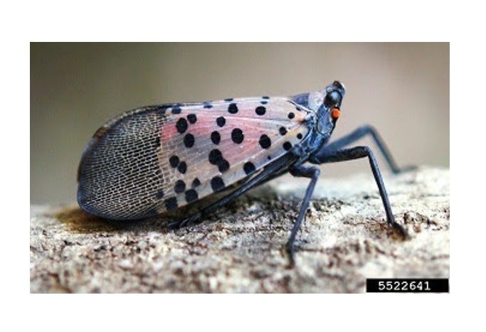 Spotted lanternfly