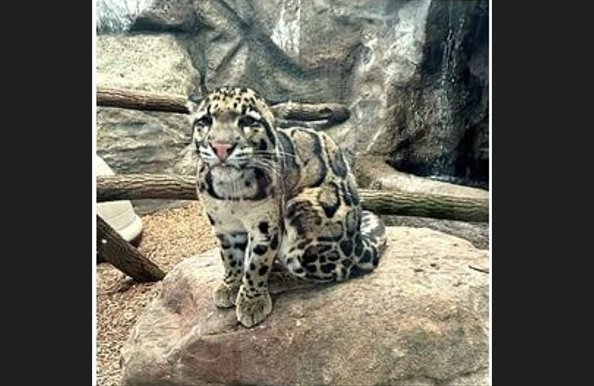 Squeaks the Clouded Leopard