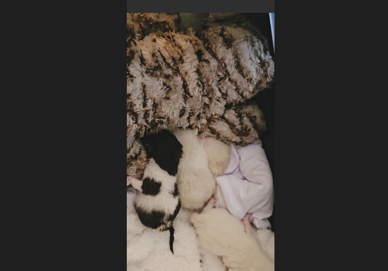 Kitten abandoned in Squirrel Hill