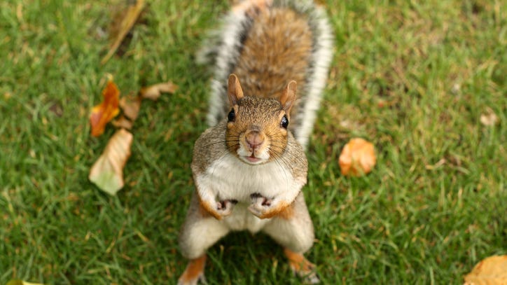 Squirrels Take Over California Park Amid Coronavirus Pandemic