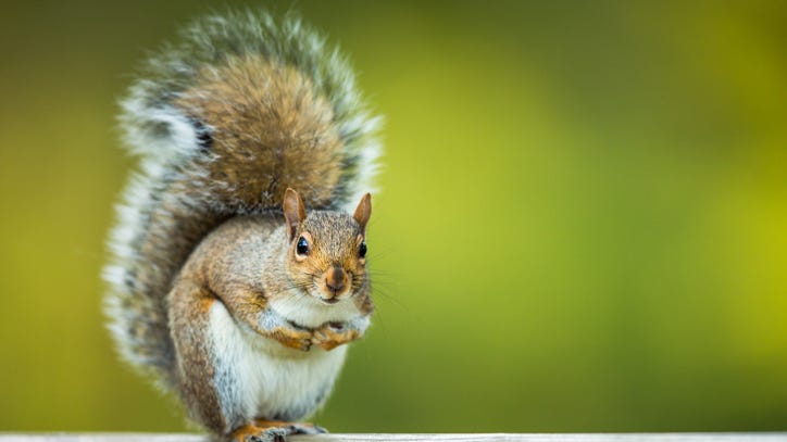 Squirrel Tests Positive for Bubonic Plague in Colorado