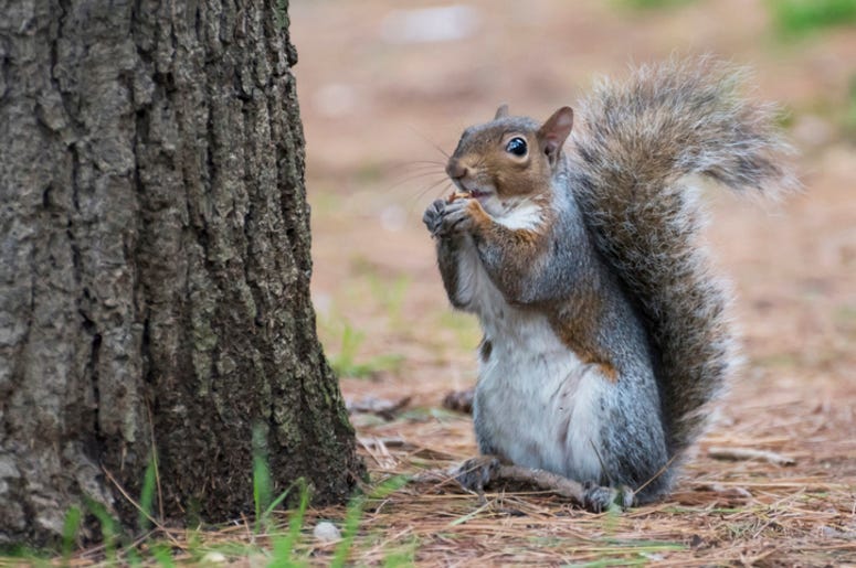 Squirrel