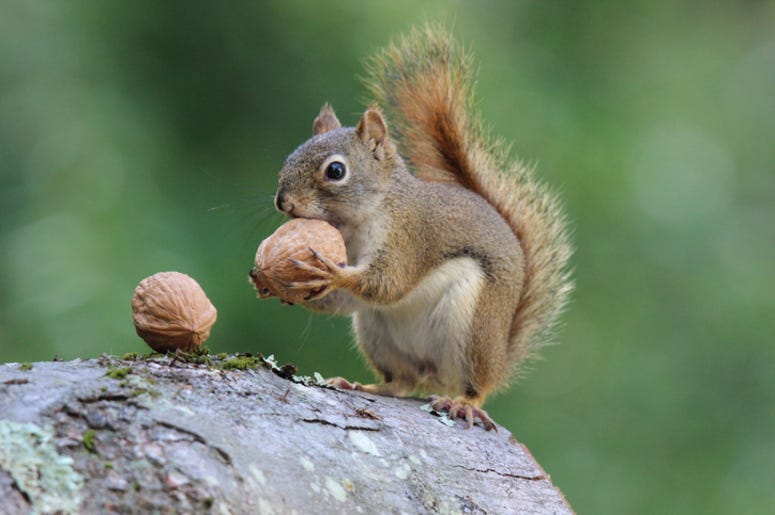 Squirrel
