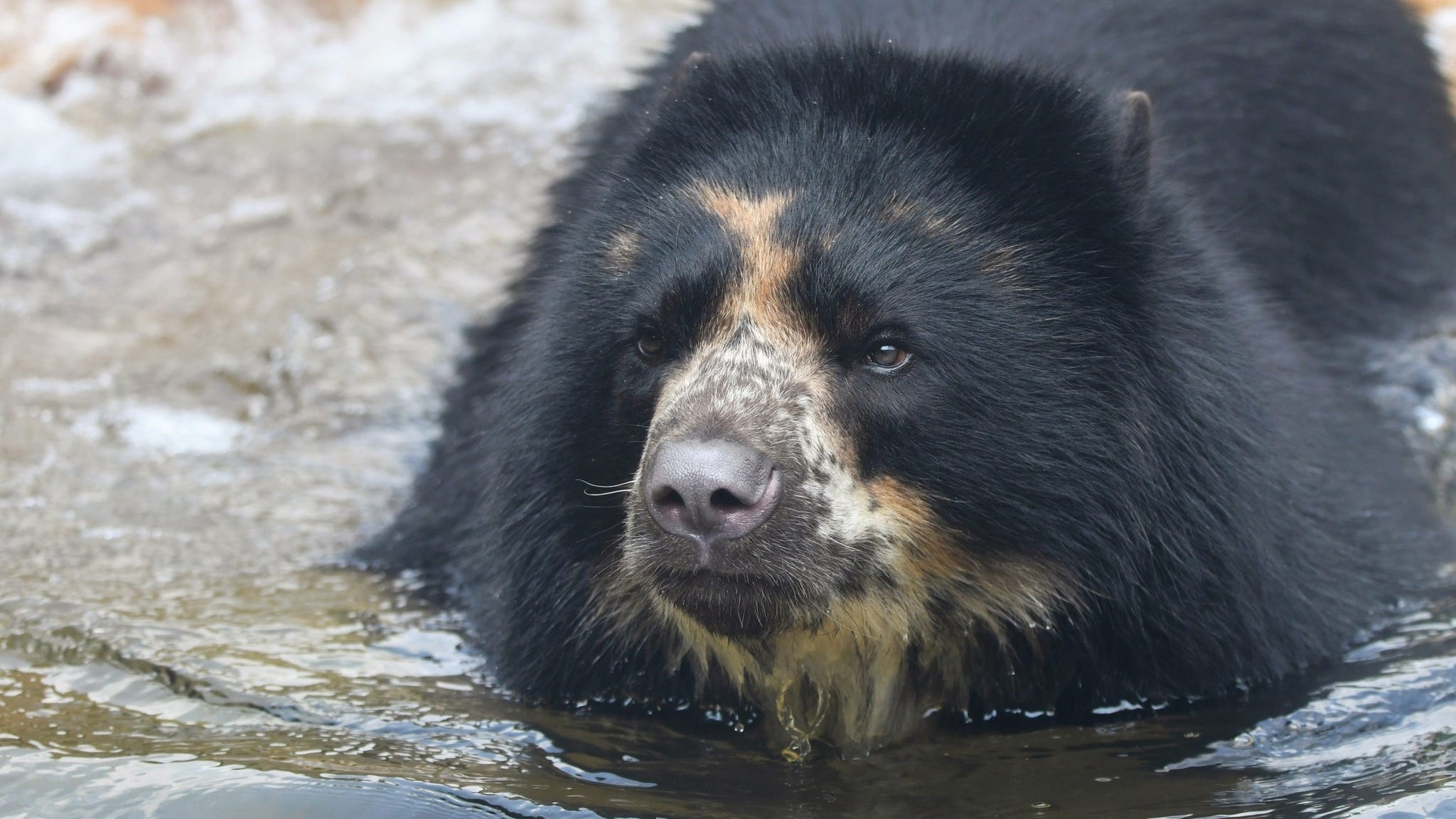 St. Louis Zoo goes on lockdown after bear escapes – again