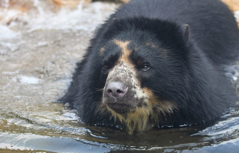 St. Louis Zoo - Ben the Andean Bear