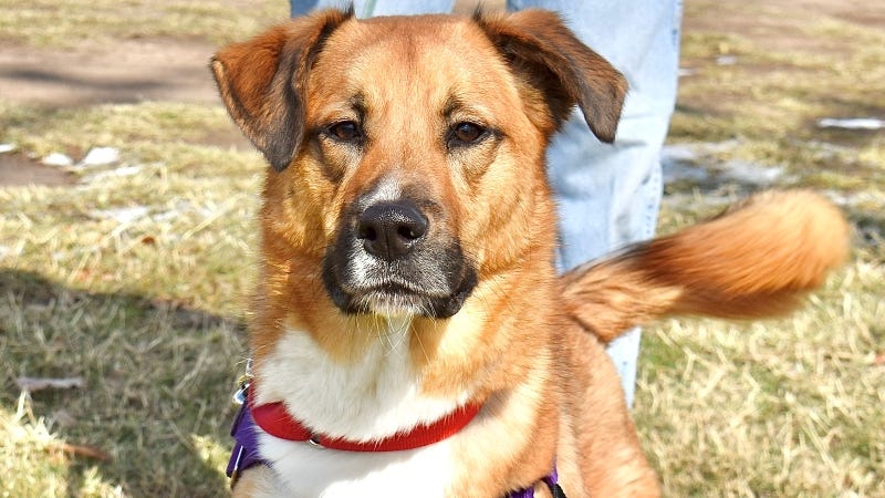 Stanley @ Austin Humane Society 2/5/25