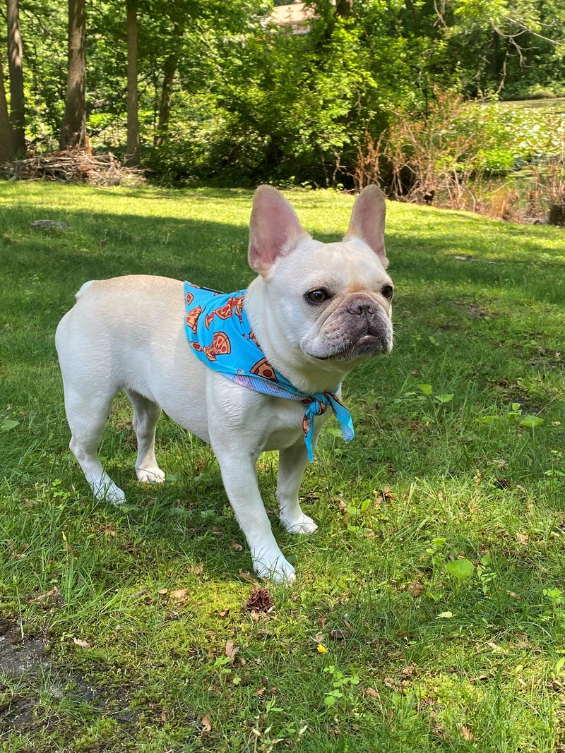 Stella