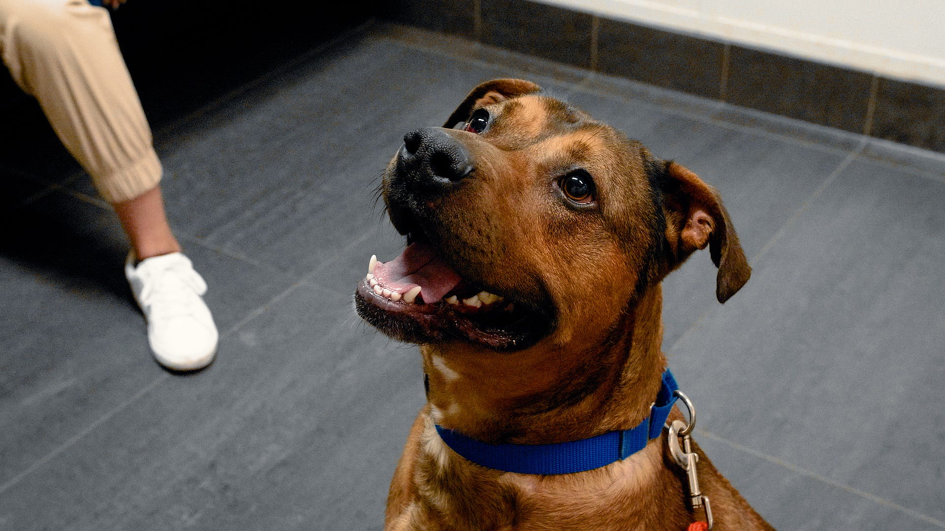Adoptable Pet Pals: Meet Steven