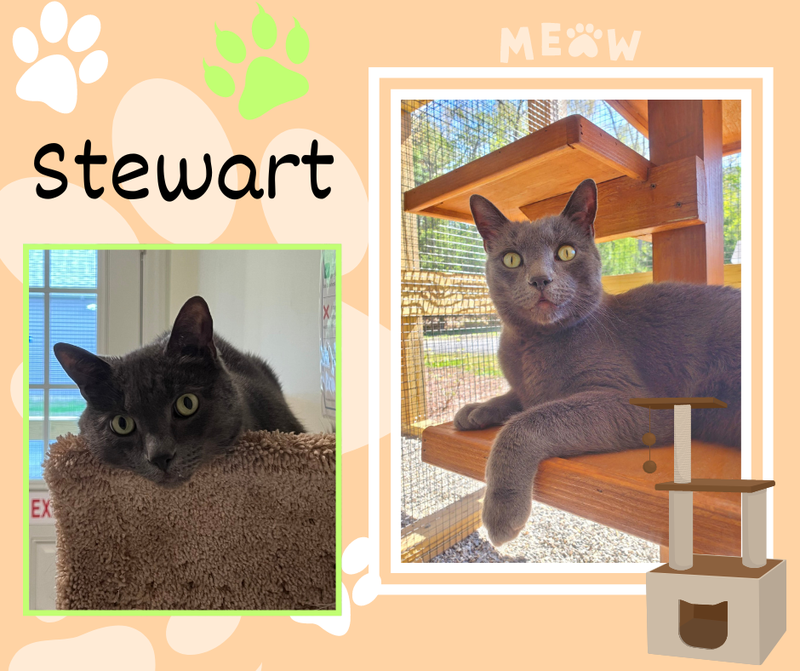Stewart