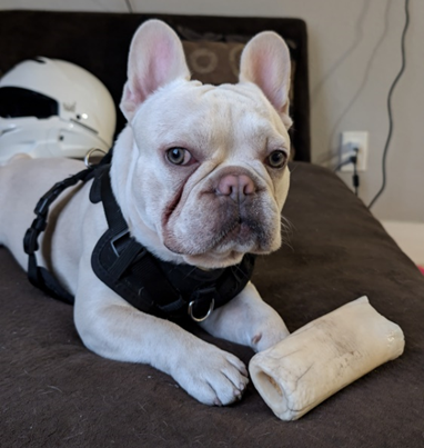 Picture of a French bulldog stolen from a Las Vegas sober living complex.