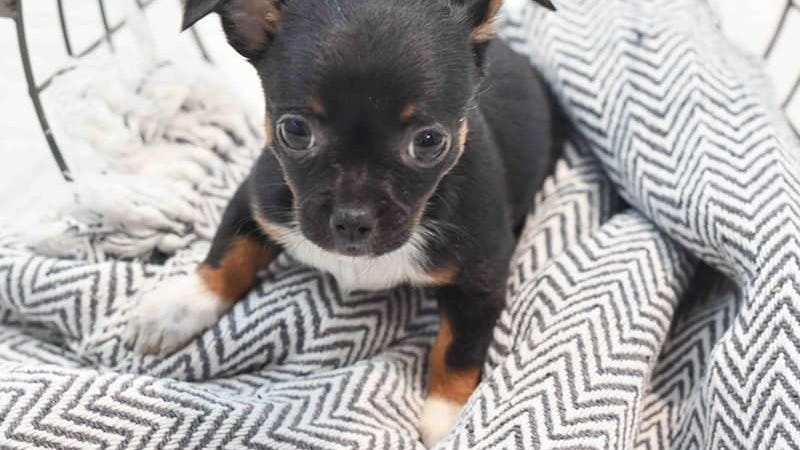 Police looking for man who stole puppy from Novi pet store that 'needs constant care and feeding'