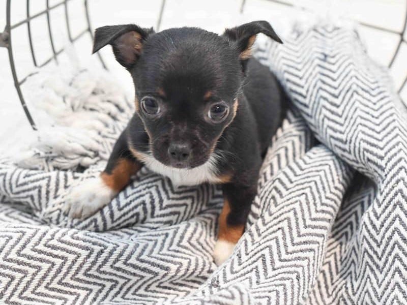 Chihuahua puppy stolen from Petland Novi