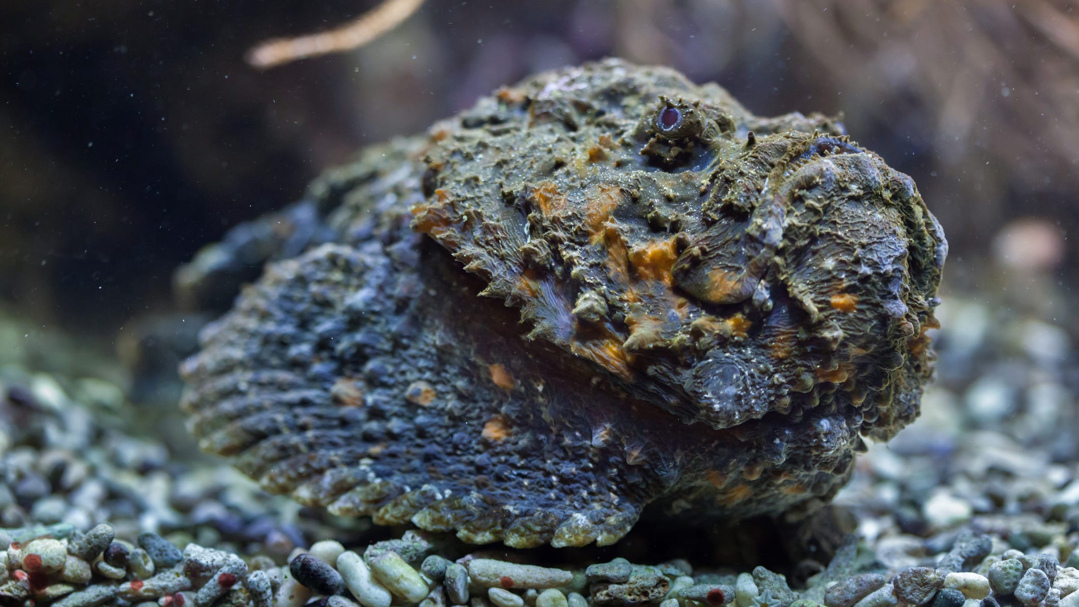 PHOTO: World's 'most venomous fish' hitches a ride on kayaker's paddle