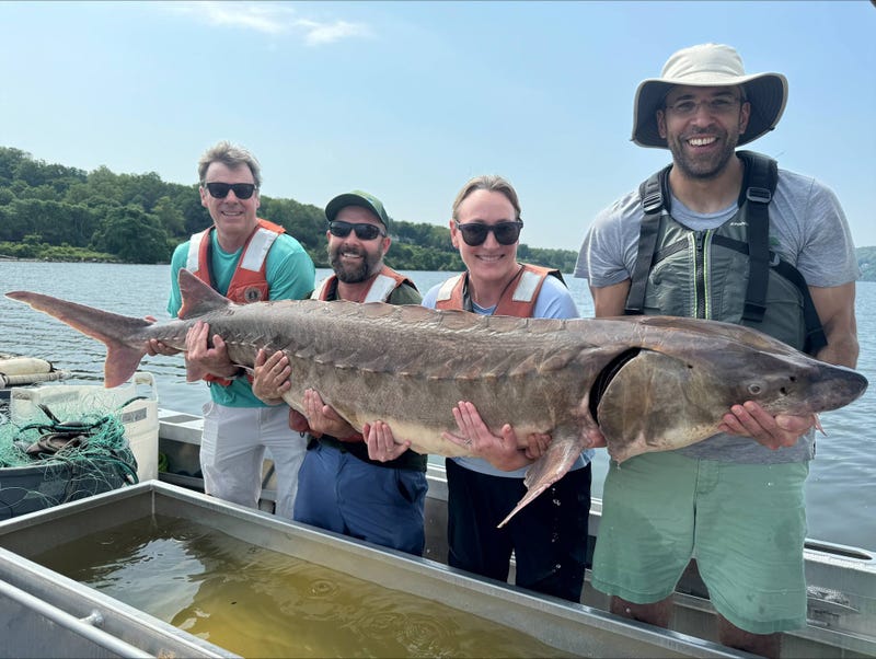 A 220-pound, six-foot-long Atlantic sturgeon was caught in the Hudson River by state Department of Environmental Conservation staff last week.