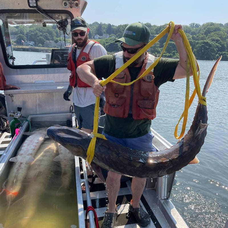 A 220-pound, six-foot-long Atlantic sturgeon was caught in the Hudson River by state Department of Environmental Conservation staff last week.