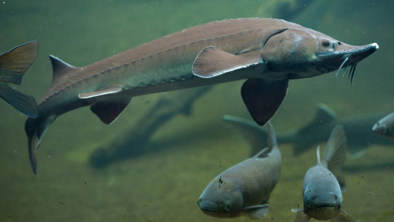 Fisherman captures moment massive 350-pound fish leaps out of the water