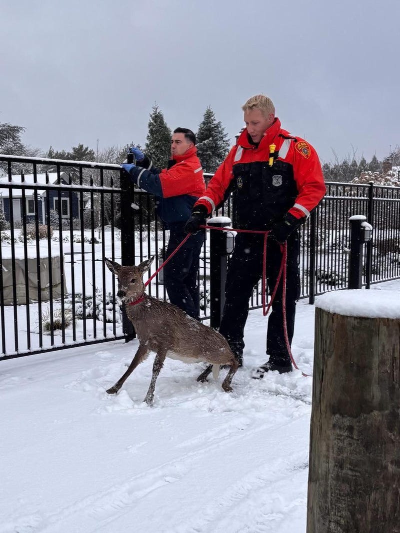 The fawn was removed from the water and sustained no injuries.