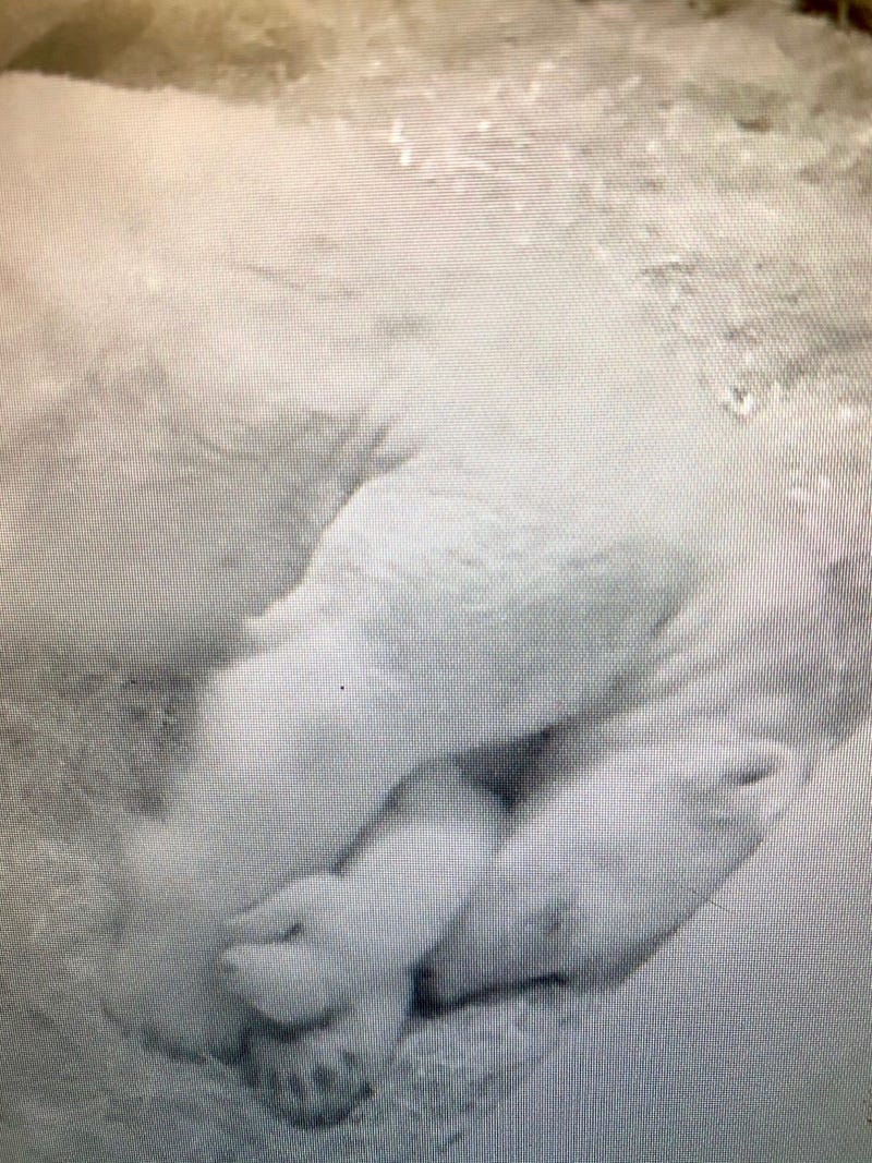 Suka and cub