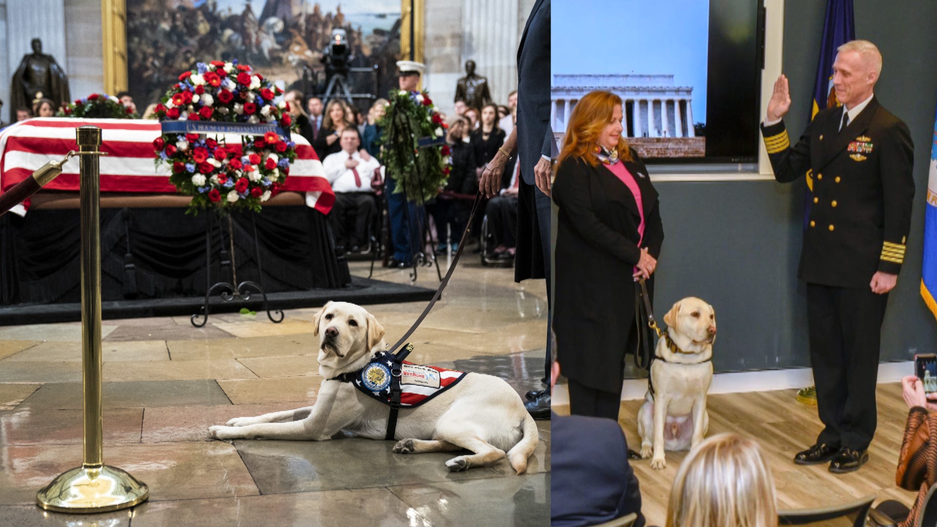 Late George H.W. Bush Service Dog Sully Gets New Job with Walter Reed