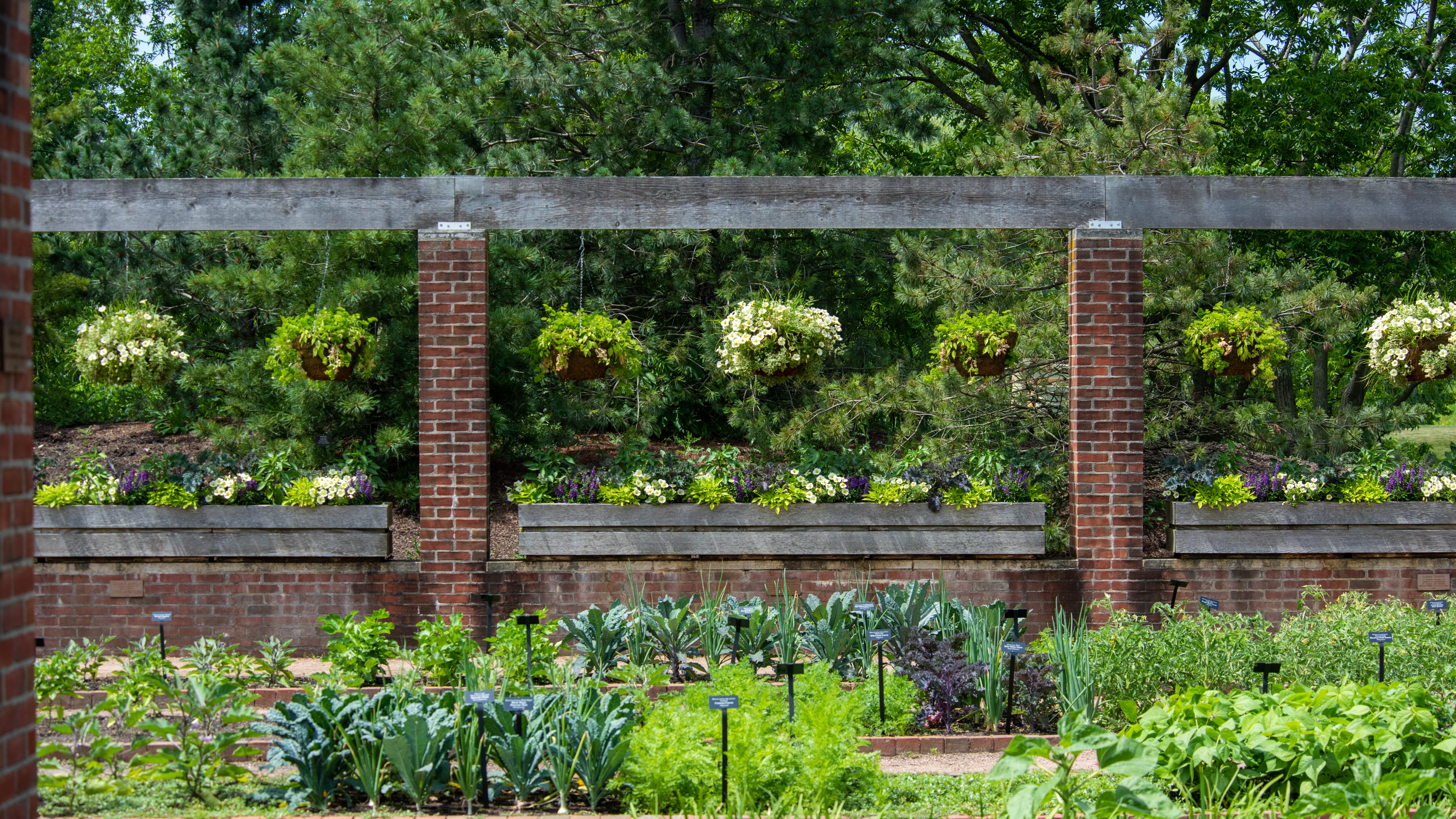 Summer vegetable harvest tips