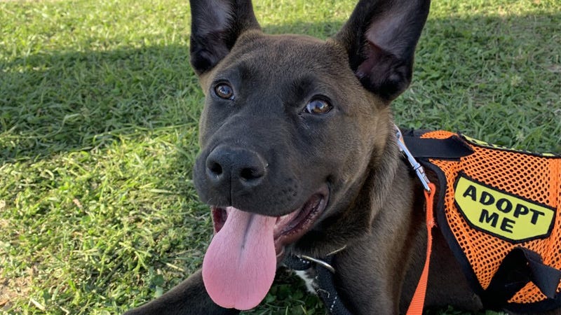 Brown/black dog with pointed ears and tongue out