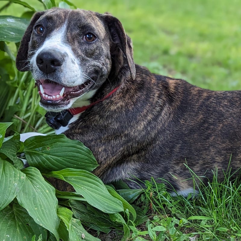 Sunflower needs a home!