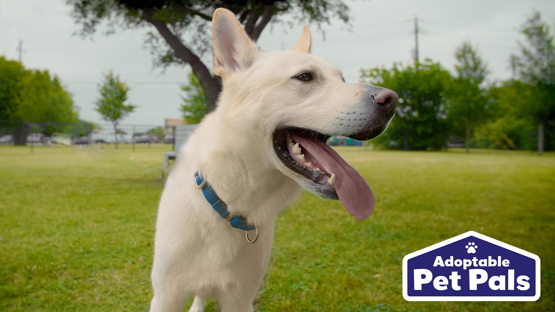 Adoptable Pet Pals: Meet Sven