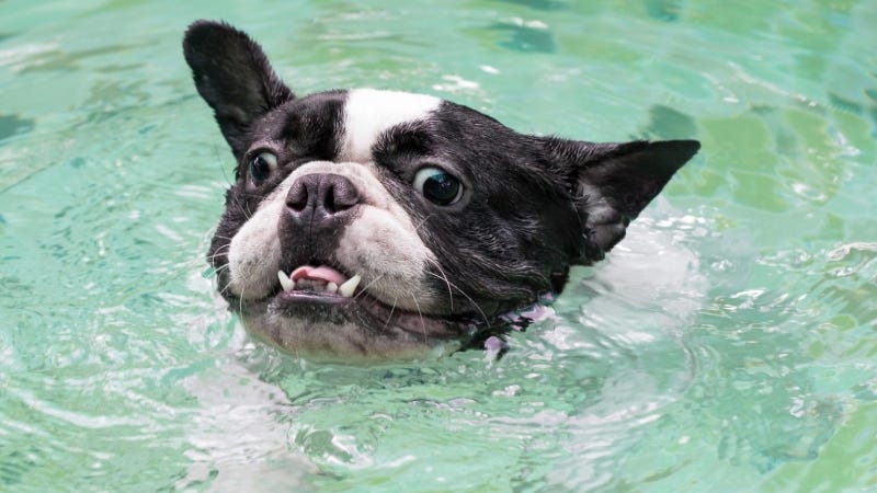 Swimming puppy Getty Images