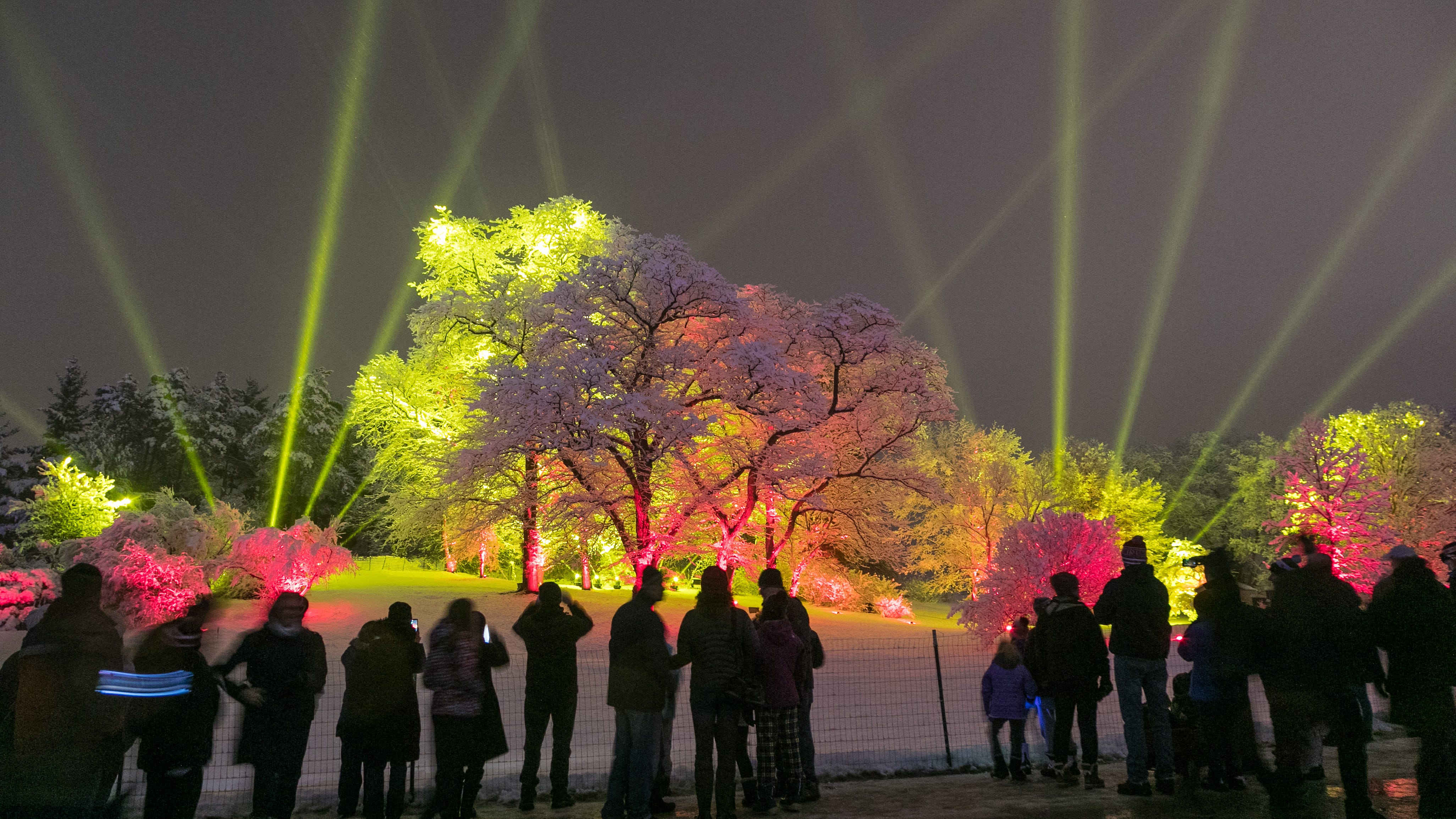 Illumination: Tree Lights at The Morton Arboretum returns as a walking trail with 5 new feature