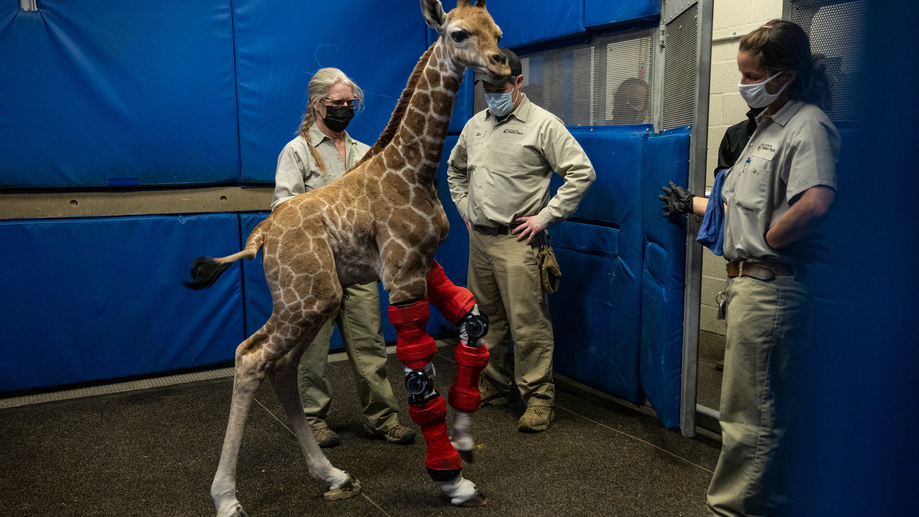 PHOTOS: Leg braces save baby giraffe’s life